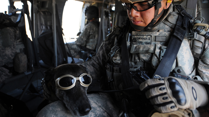 Illustration for article titled 26 Awesome Photos of War Dogs Showing How Badass and Cute They Can Be